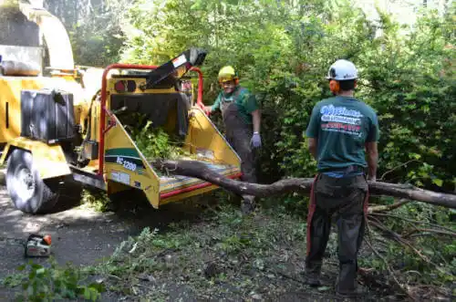 tree services Williams Creek